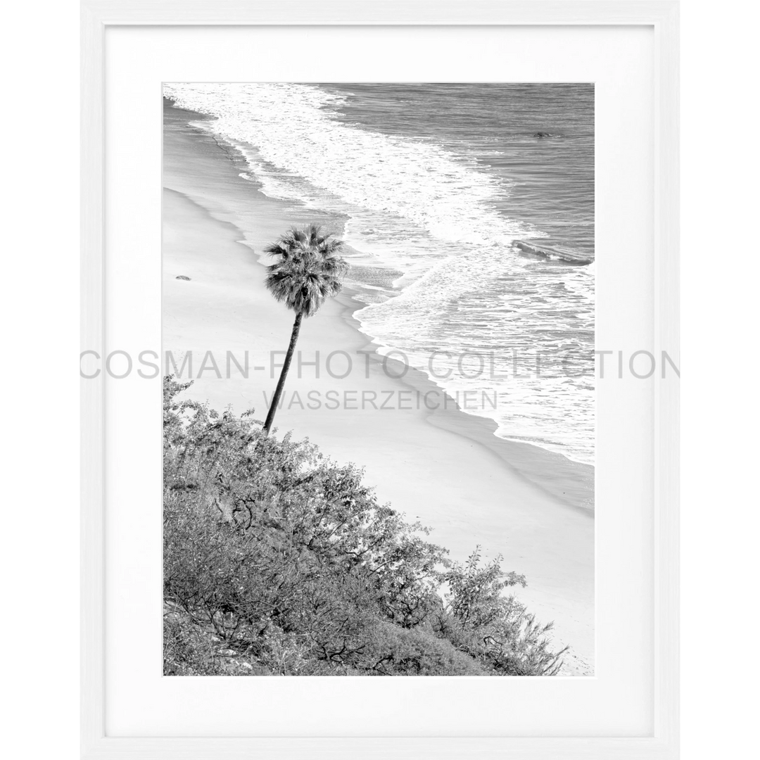 Ein einsamer Palmenbaum am Strand von Malibu für den Poster Kalifornien Malibu K64